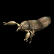 <a href='/game/datainfo/oobZxPXx62s.html' target='_blank'>盔甲</a>虫.jpg